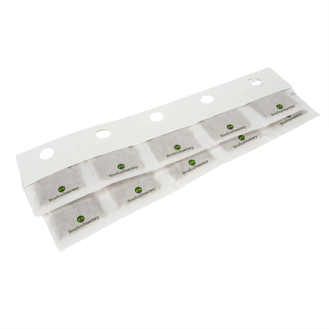 Amblyseius swirskii Sachets for Whitefly and Thrips – Green Methods
