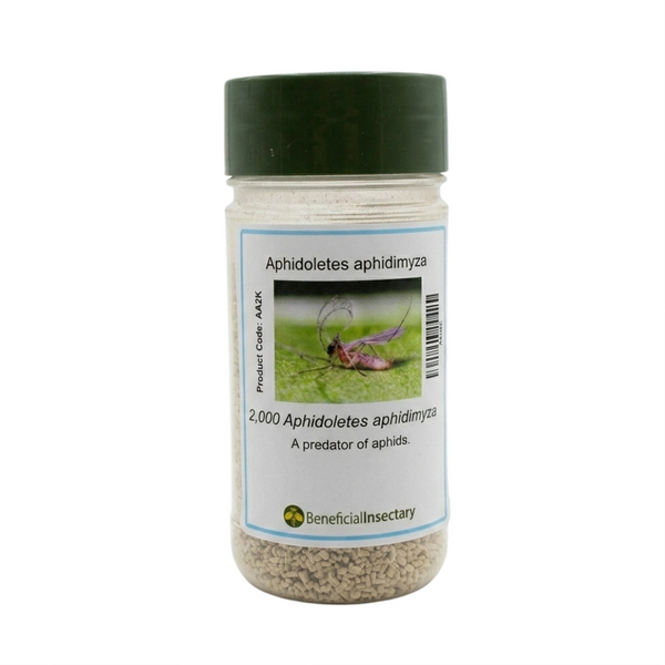 Aphidoletes aphidimyza aphid predator 2 000 10 000 bottle of 2000