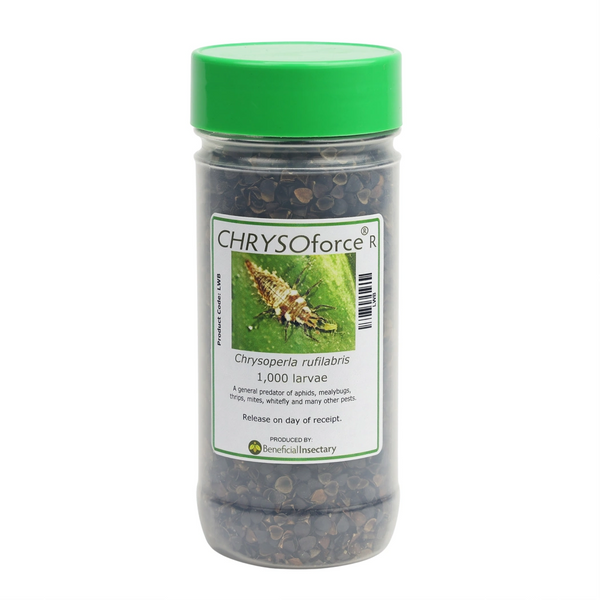 CHRYSOforce R lacewing larvae in bottle 1 000 bottle of 1000