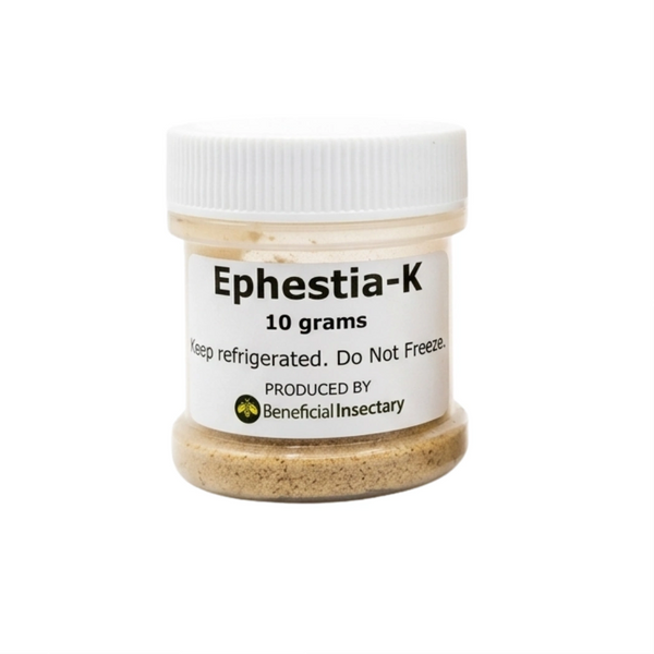 NUTRIforce Ephestia eggs for predator food 10 25 50gr Card of 35 000 10 gr