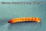 Wireworm/Click beetle larva