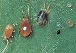 Two-spotted mite stages