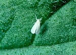 Greenhouse whitefly adult