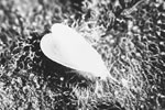 Greenhouse whitefly adult (3)
