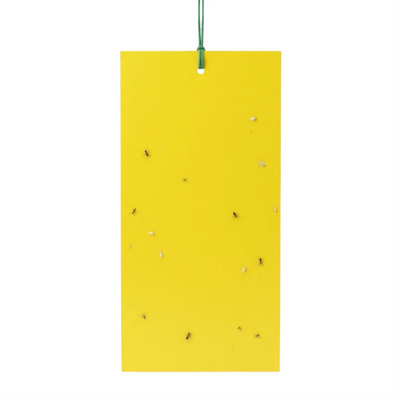 Sticky Traps