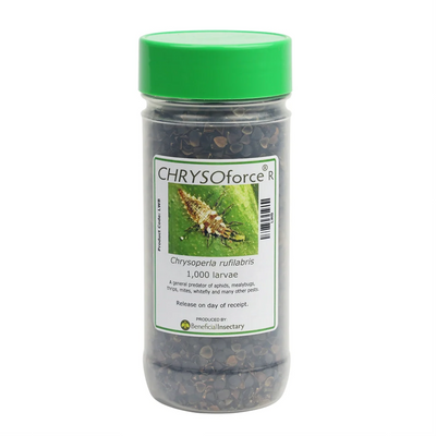 Thrips Control