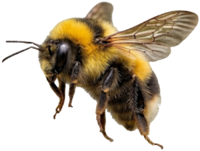 Bumblebees for Pollination