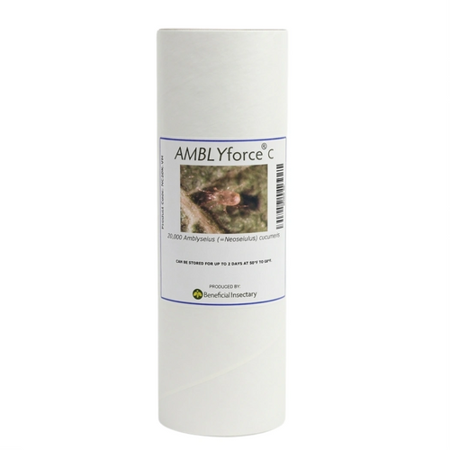 AMBLYforce C bottle of 20000 in vermiculite