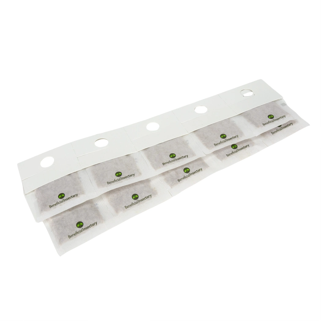 AMBLYforce C thrips predator in slow release sachets 1000 mini sachets 250ea no hook or stick