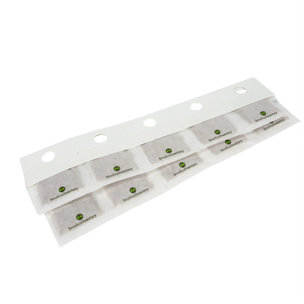 AMBLYforce C thrips predator in slow release sachets 100 large sachets 1000ea hook