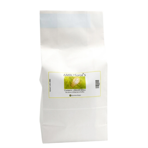 AMBLYforce S 125 000 bag of 125000 in 100 bran