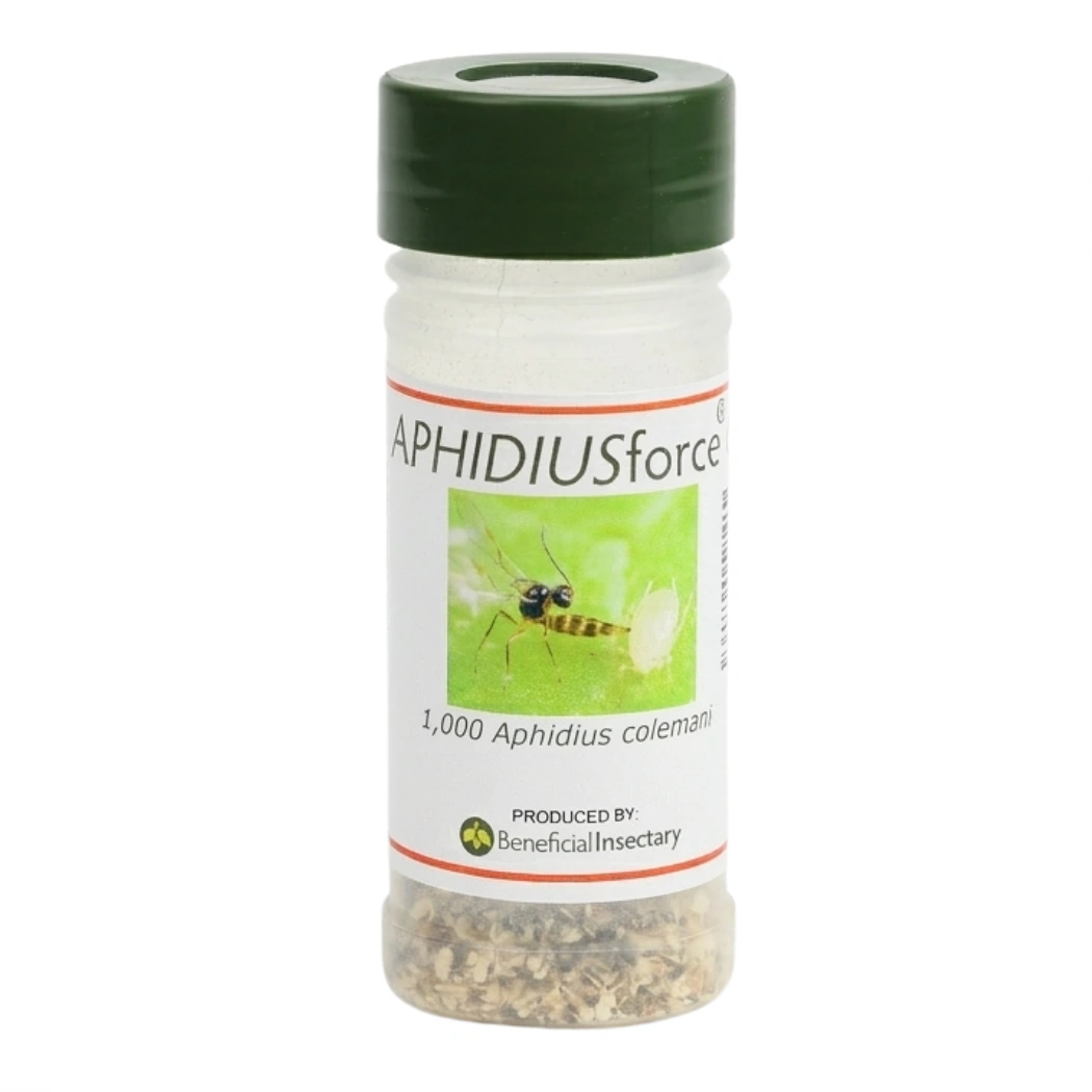APHIDIUSforce™ C 1000 aphidius colemani main image
