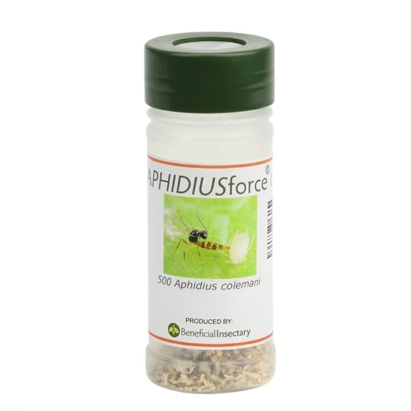 APHIDIUSforce™ C 500 aphidius colemani main image