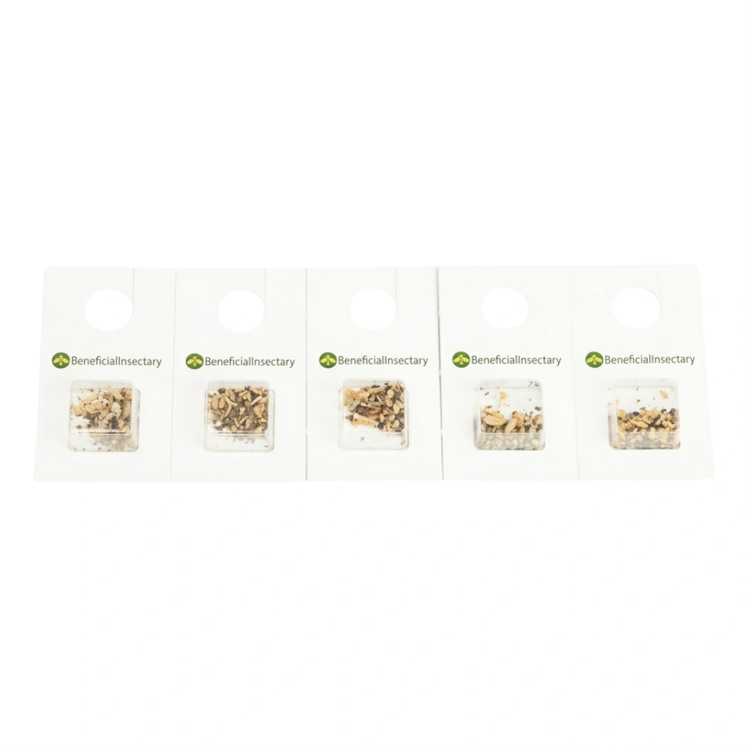APHIDIUSforce™ C Blister Pack of 5000 aphidius colemani main image