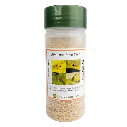 APHIDIUSforce™ Mix A.colemani | A.ervi | A.abdominalis | A. matricariae