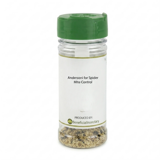 Andersoni for Spider Mite Control