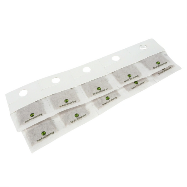 CALIforce 100 sachets on hook 10000 mites