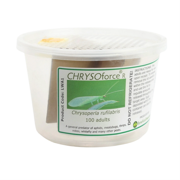 CHRYSOforce R lacewing adults 100 250 1 000 cup of 100