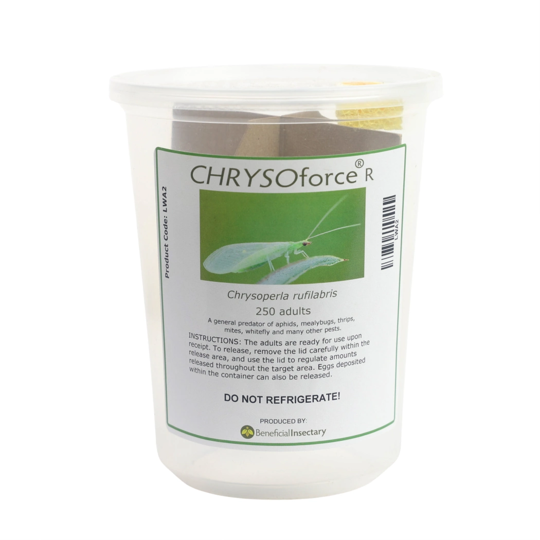 CHRYSOforce R lacewing adults 100 250 1 000 cup of 250