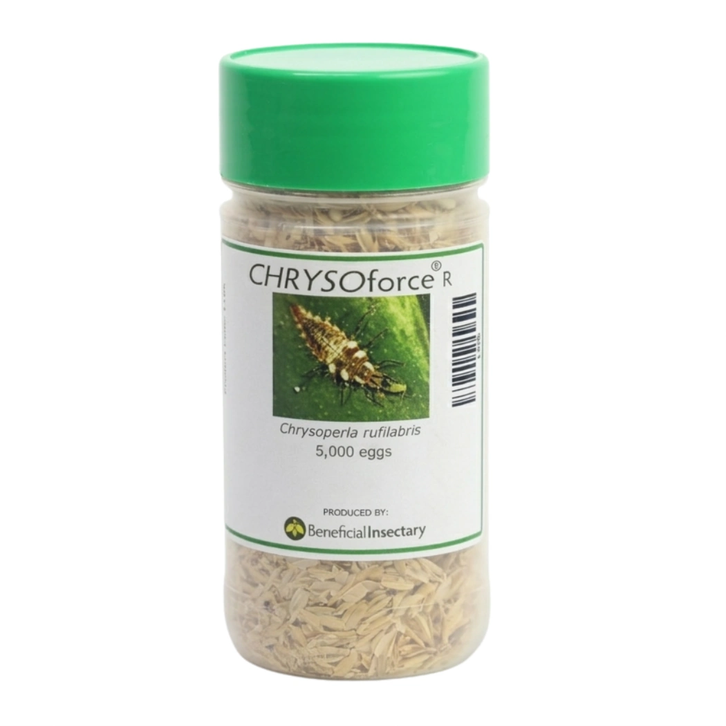 CHRYSOforce R lacewing eggs in loose form 5 000  10 000  100 000 4oz bottle of 5000 eggs in rice hulls