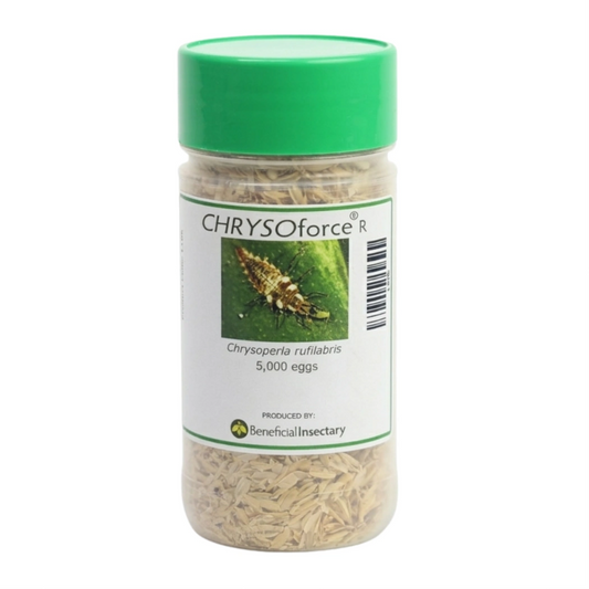 CHRYSOforce™ R – lacewing eggs in loose form (5,000/ 10,000/ 100,000)