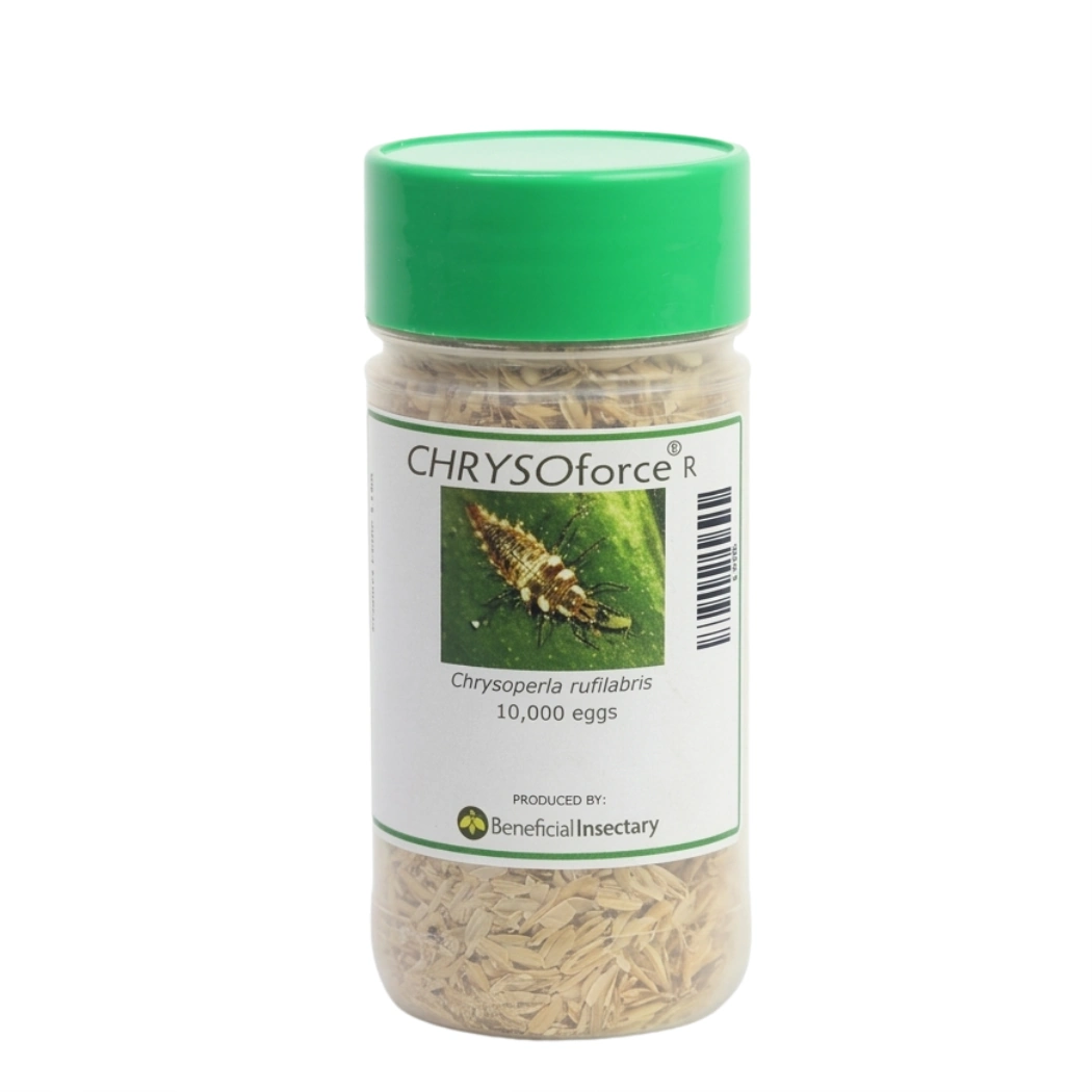 CHRYSOforce R lacewing eggs in loose form 5 000  10 000  100 000 8oz bottle of 10000 eggs in rice hulls
