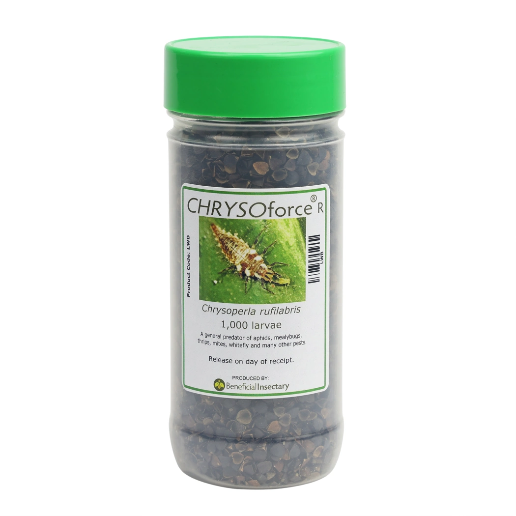 CHRYSOforce R lacewing larvae in bottle 1 000 bottle of 1000