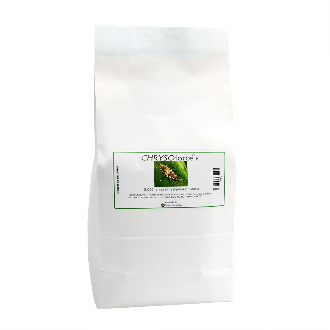 CHRYSOforce R lacewing larvae in bulk 5 000  10 000 bag of 5000