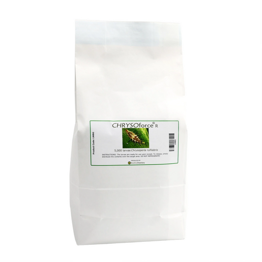 CHRYSOforce™ R – lacewing larvae in bulk (5,000/ 10,000)