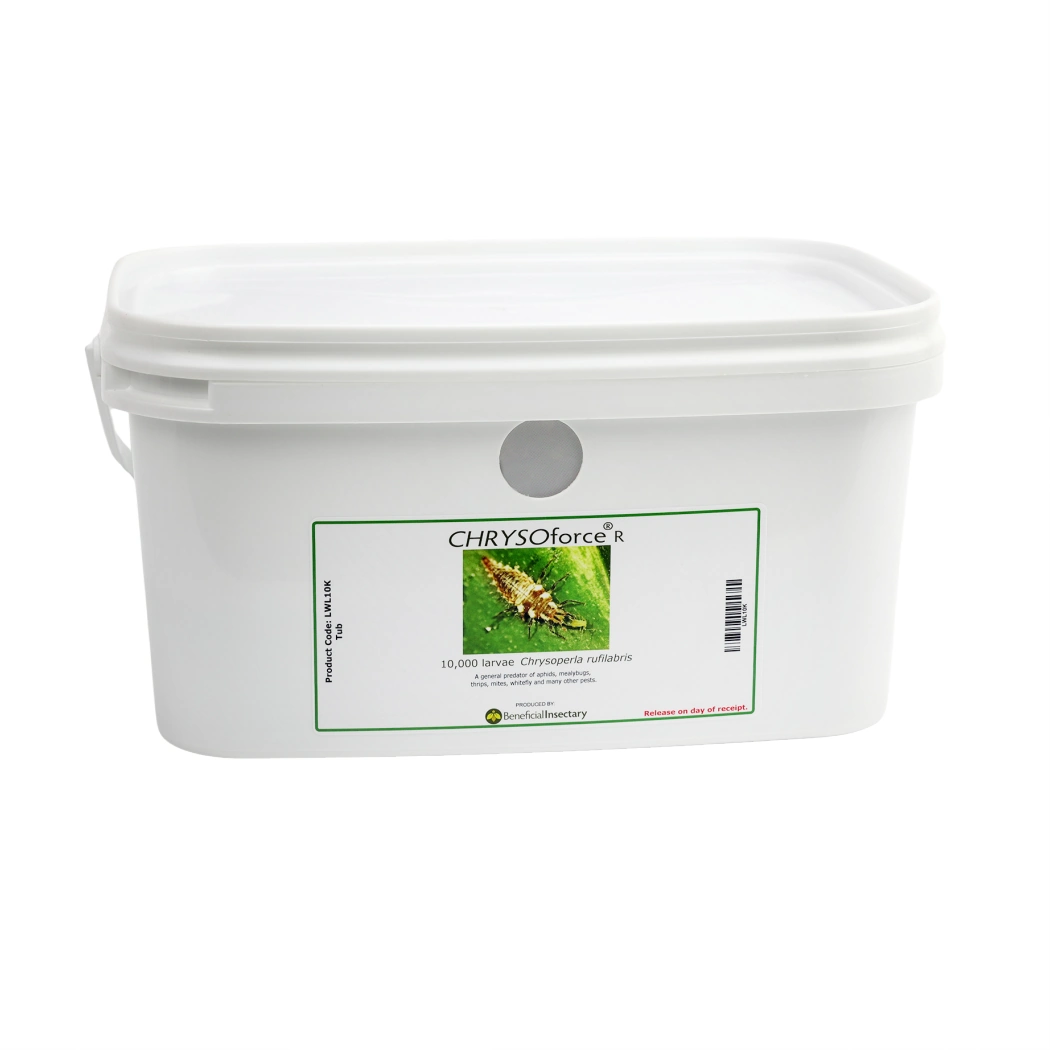 CHRYSOforce R lacewing larvae in bulk 5 000  10 000 bucket of 10000