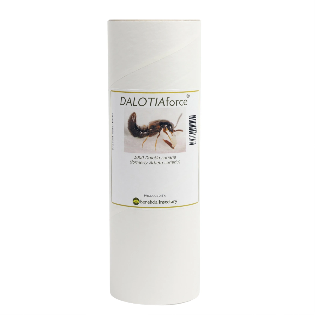 DALOTIAforce 500  1 000  3 000  5 000 bottle of 1000
