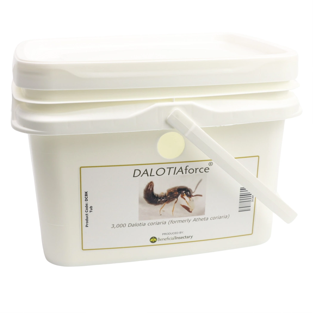 DALOTIAforce 500  1 000  3 000  5 000 bucket of 3000