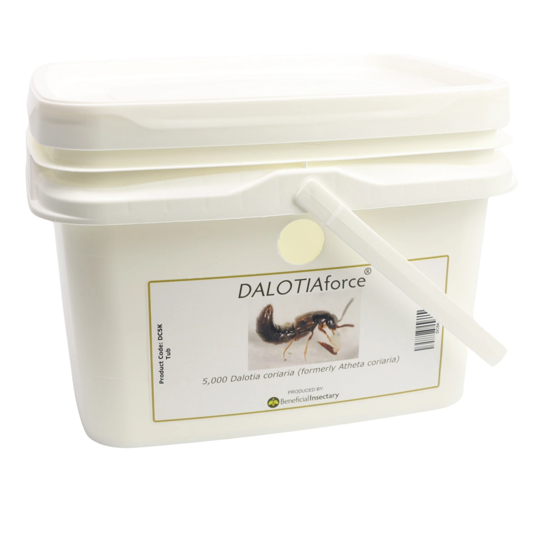 DALOTIAforce 500  1 000  3 000  5 000 bucket of 5000