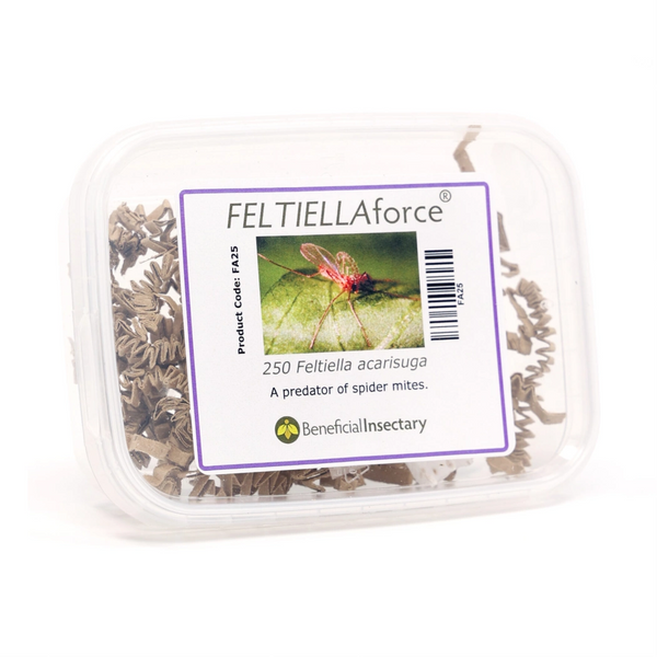 Feltiella acarisuga- Tray of 250