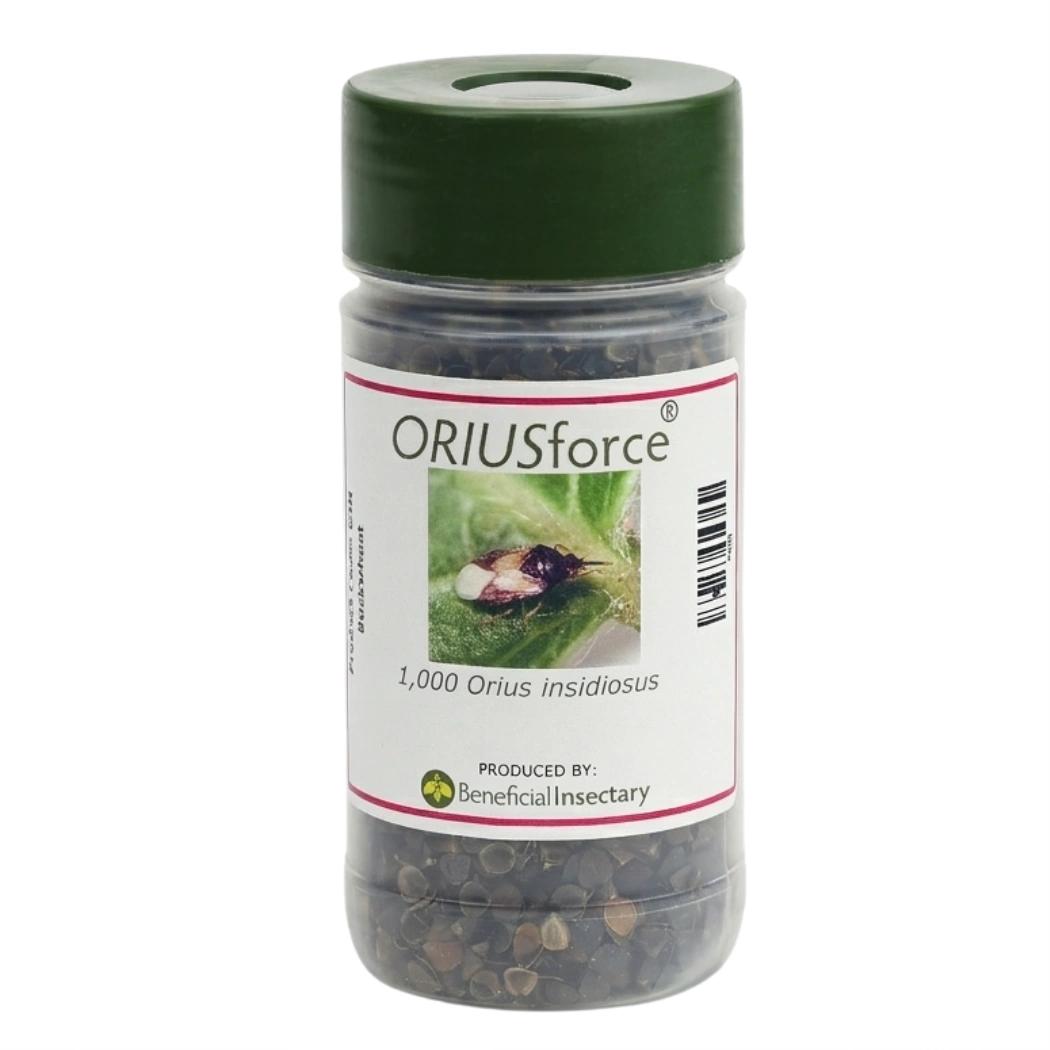 ORIUSforce thrips predator 500 1 000 or 2 000 bottle of 1000 in Buckwheat