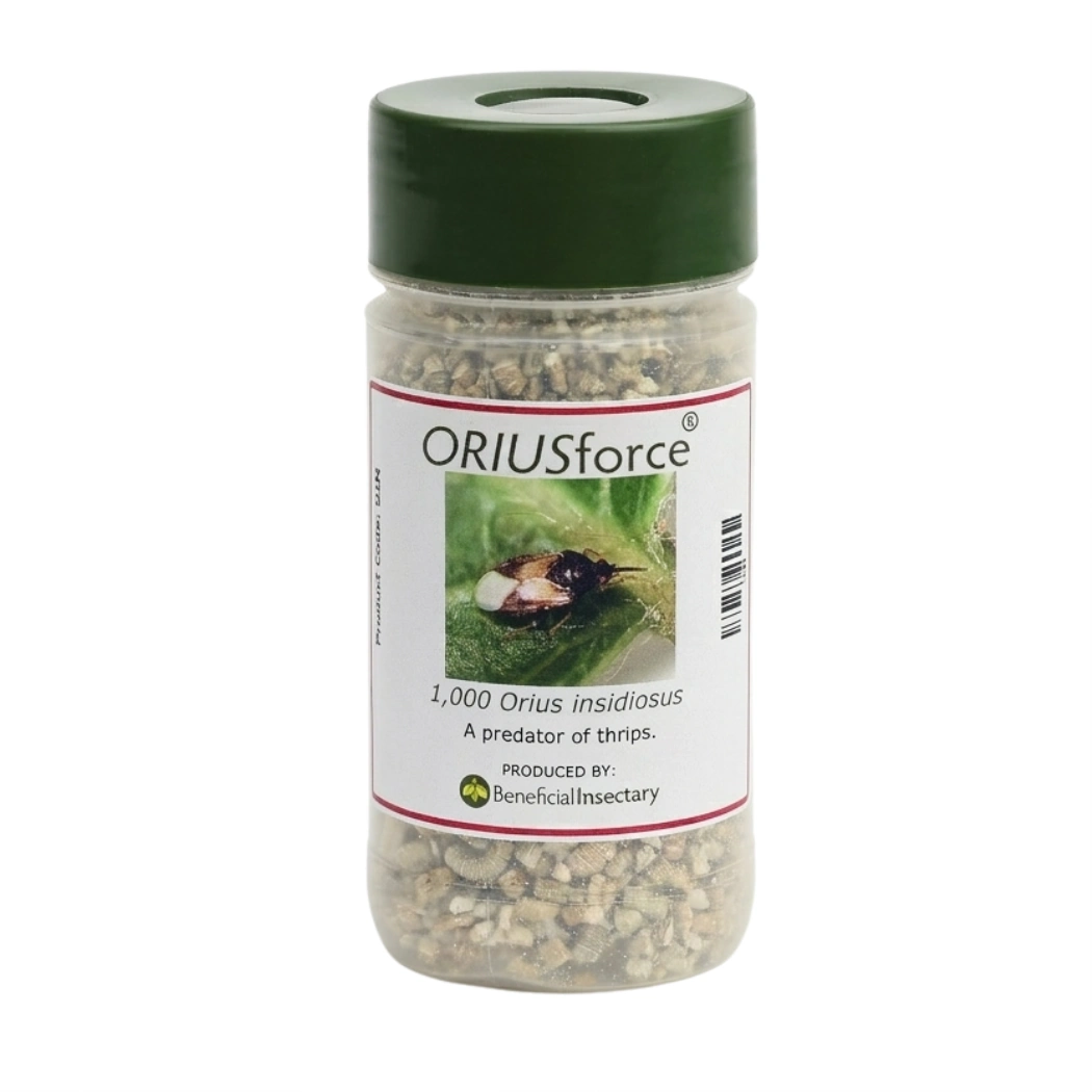 ORIUSforce thrips predator 500 1 000 or 2 000 bottle of 1000 in Vermiculite