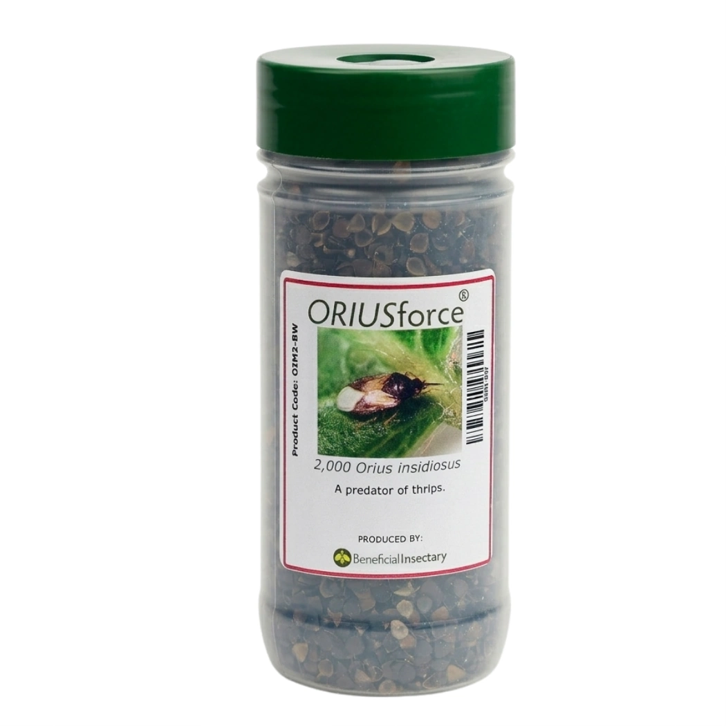 ORIUSforce thrips predator 500 1 000 or 2 000 bottle of 2000 in Buckwheat