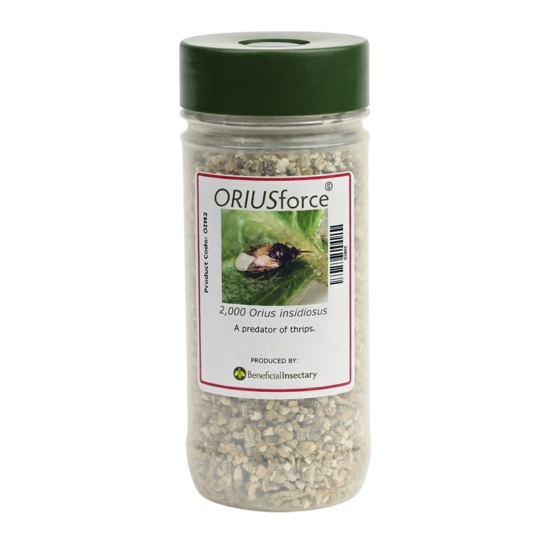 ORIUSforce thrips predator 500 1 000 or 2 000 bottle of 2000 in Vermiculite