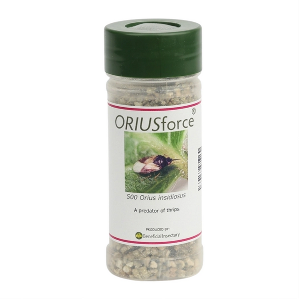 ORIUSforce thrips predator 500 1 000 or 2 000 bottle of 500 in Vermiculite