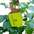 Universal Release Boxes- Pack of 50