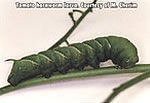 Tomato hornnworm larva