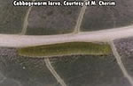 Cabbage worm 2