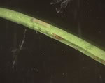 Cabbage moth larva