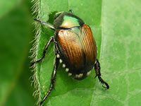 Japanese beetle image