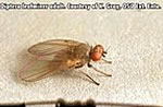 Adult leafminer fly
