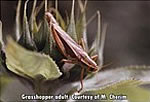 Grasshopper adult