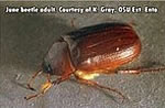 June beetle adult