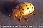 Mexican bean beetle adult