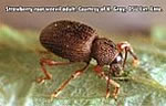 Strawberry root weevil adult