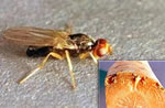 Carrot rust fly adult (damage inset)
